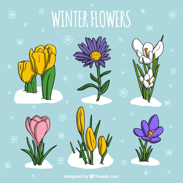 Collection of hand drawn winter flowers