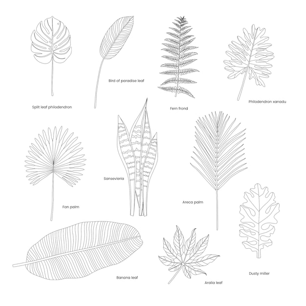 Free vector collection of illustrated tropical leaves