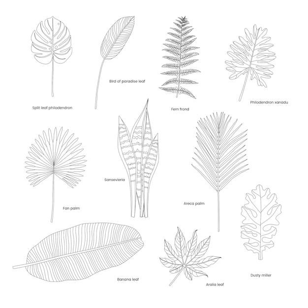イラストレーションの熱帯葉のコレクション