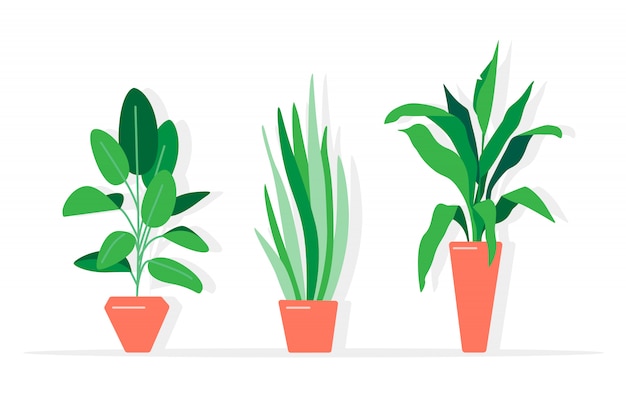Featured image of post Indoor Plants Vector Png - Browse and download hd indoor plants png images with transparent background for free.