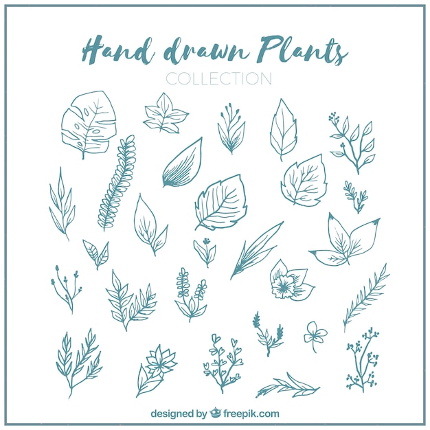 Free vector collection of leaf sketch