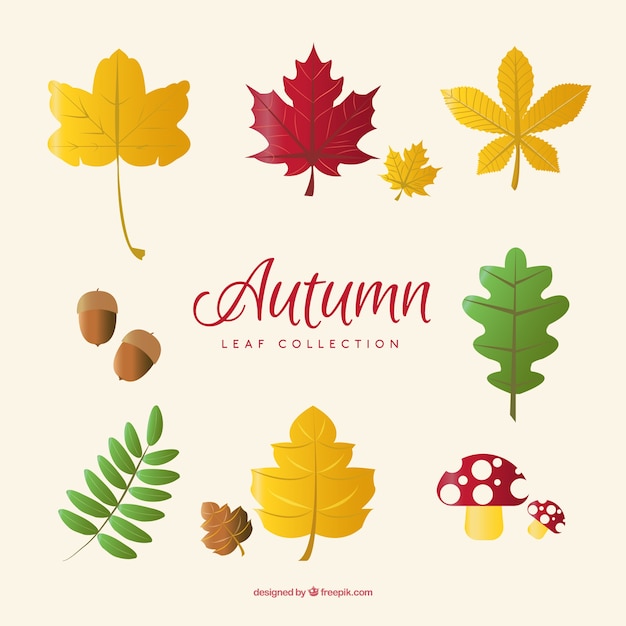 Free vector collection of leaves with acorns and mushrooms