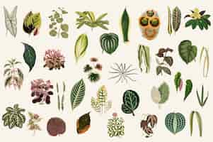 Free vector collection of leaves