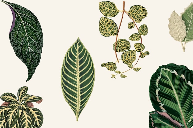 Free Vector collection of leaves