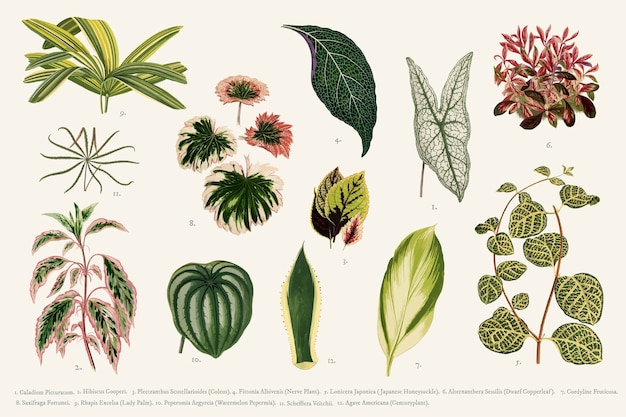 Free vector collection of leaves