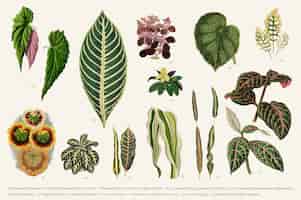 Free vector collection of leaves