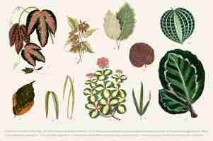 Free vector collection of leaves