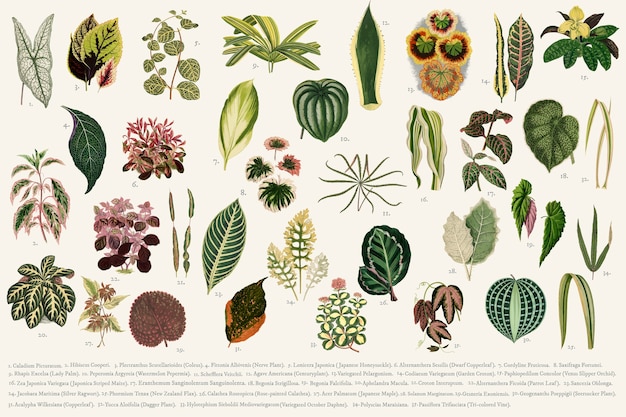 Free vector collection of leaves