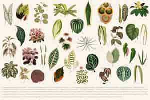 Free vector collection of leaves