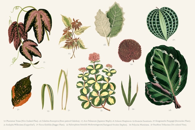 Free vector collection of leaves