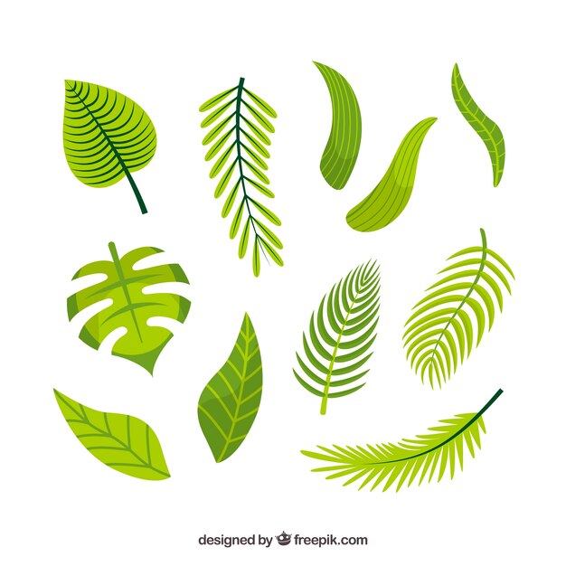 Collection of many tropical leaves