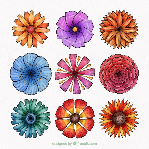 Free vector collection of nine different flowers