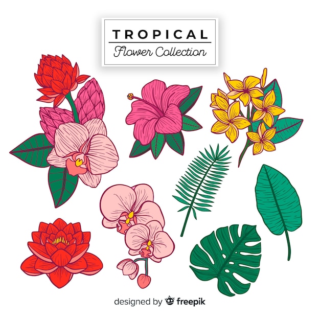 Бесплатное векторное изображение Коллекция различных тропических цветов