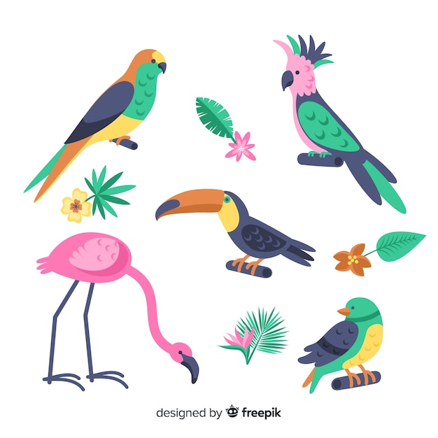 Бесплатное векторное изображение Коллекция плоской экзотической птицы