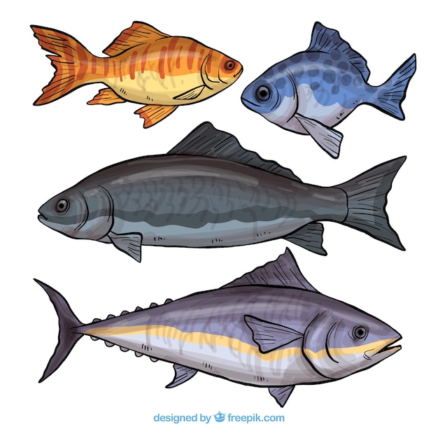 Бесплатное векторное изображение Коллекция из четырех разных рыб