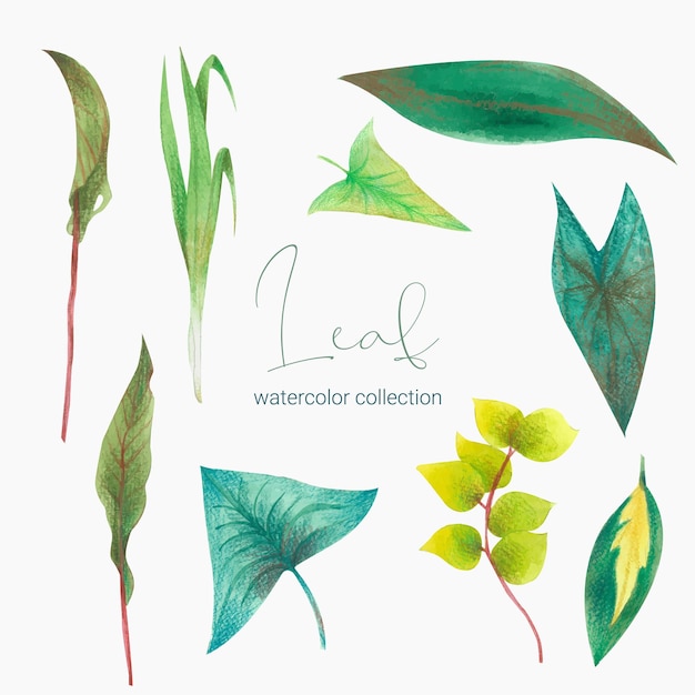 무료 벡터 녹지 잎 식물 숲 허브 열대 잎의 컬렉션