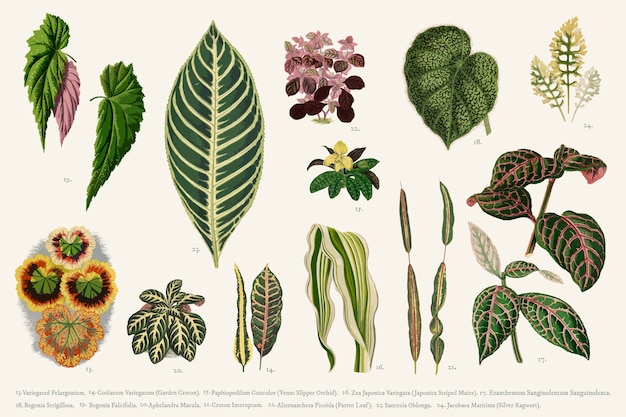 Бесплатное векторное изображение Коллекция листьев