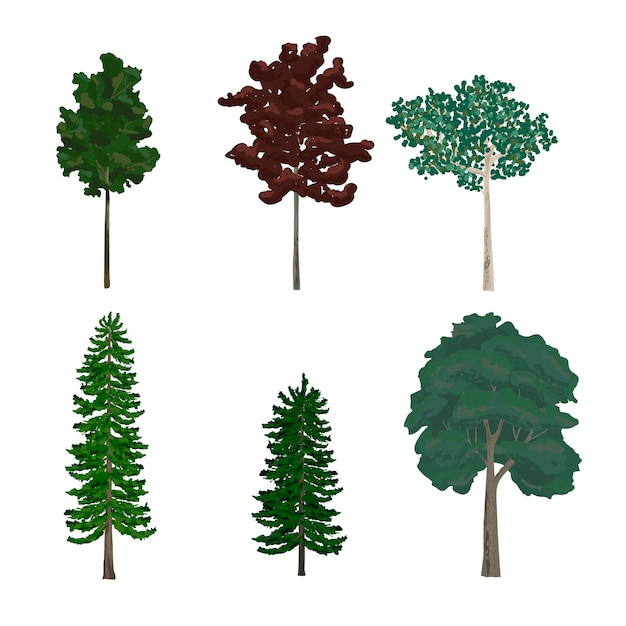 소나무와 잎 나무 삽화의 컬렉션