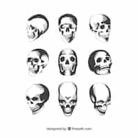 Бесплатное векторное изображение Коллекция черепов в различном положении