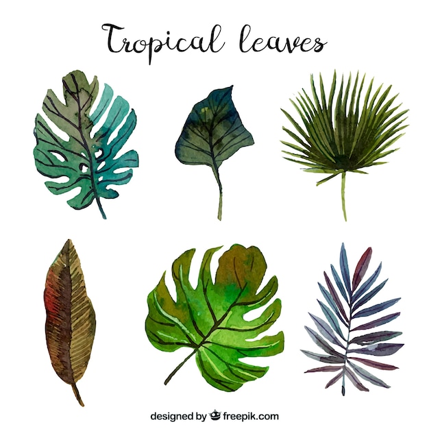 Бесплатное векторное изображение Коллекция тропических листьев