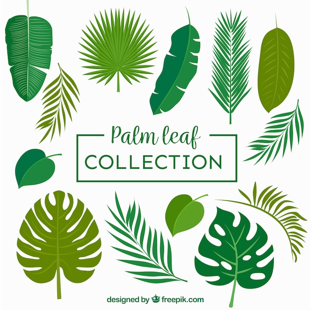 Collection of palm leaves