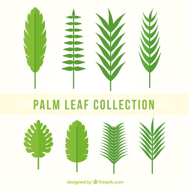 Коллекция пальмовых листьев
