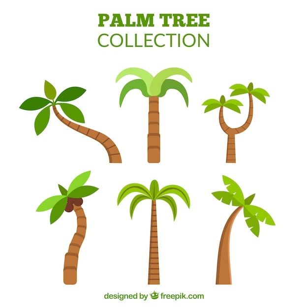 Collection of palm trees in flat design