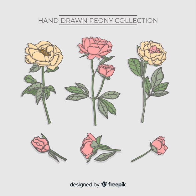 Free Vector collection of peony flowers in hand drawn design