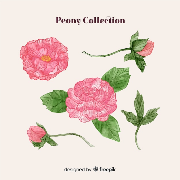 Collection of peony flowers in hand drawn design