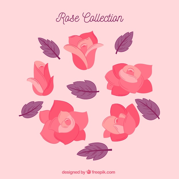 Vettore gratuito collezione di rose rosa e foglie viola