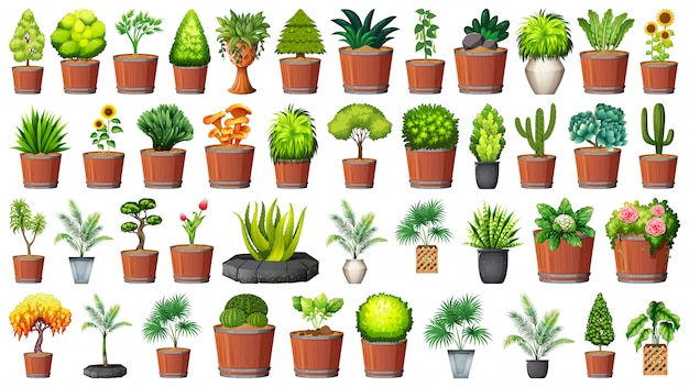 Collection of potted plants on white