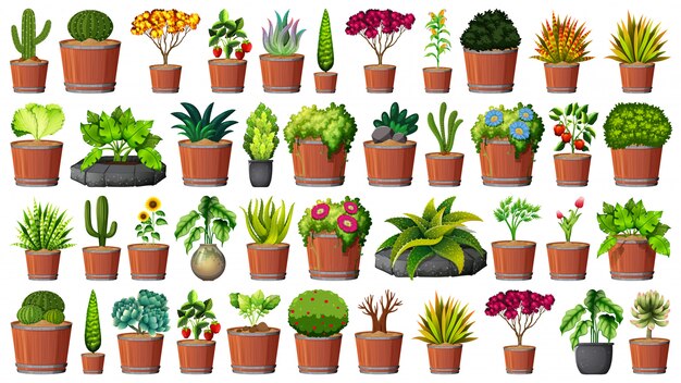 Collection of potted plants on white