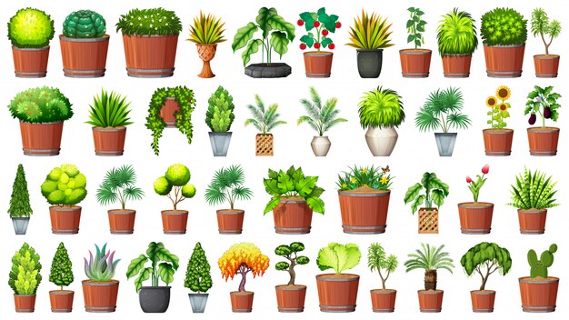 Collection of potted plants on white