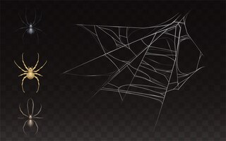 Collection of realistic cobweb and spider. web with insect isolated on dark background.