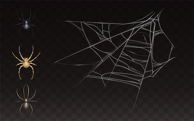 collection of realistic cobweb and spider. Web with insect isolated on dark background. 
