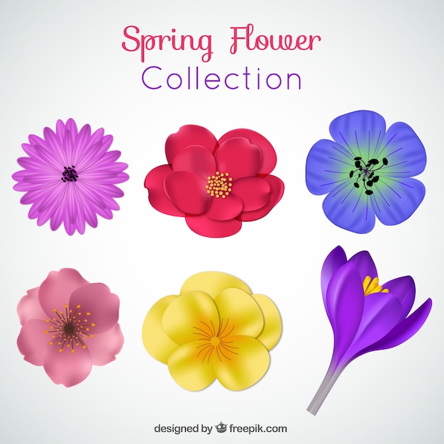 Free vector collection of realistic flowers