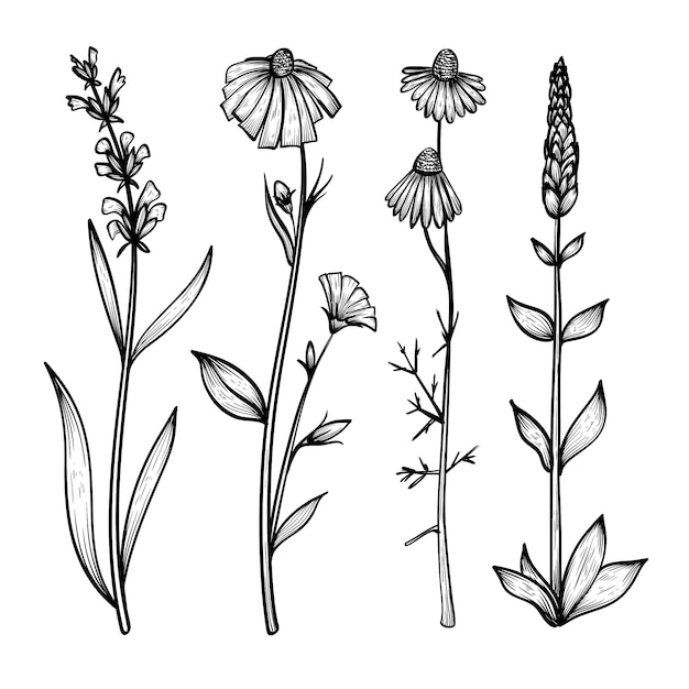 Коллекция реалистичных рисованной травы и дикие цветы