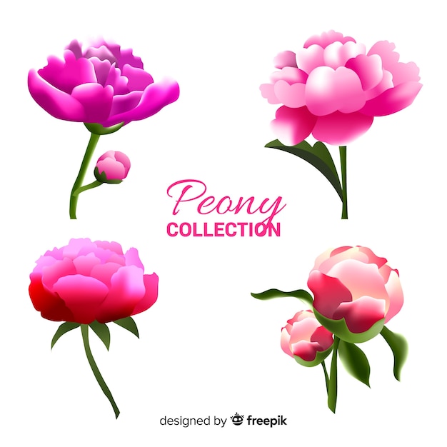 Collection of realistic peony flowers