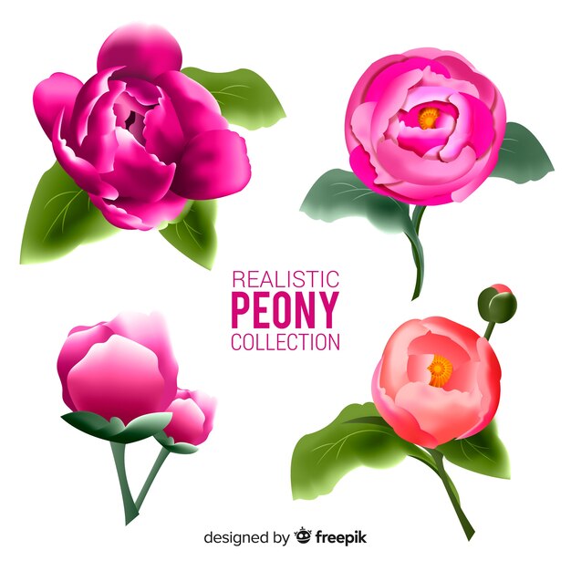 Collection of realistic peony flowers