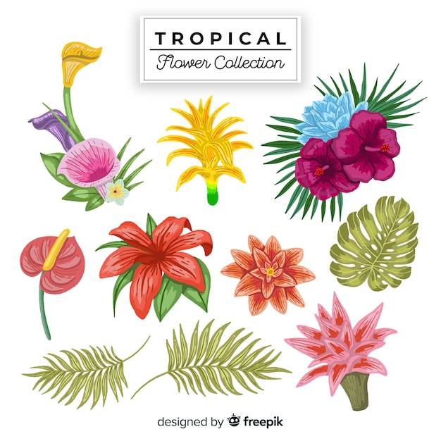 Collection of realistic tropical flowers