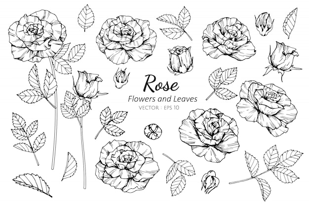 バラの花と葉のイラストのコレクションセット プレミアムベクター