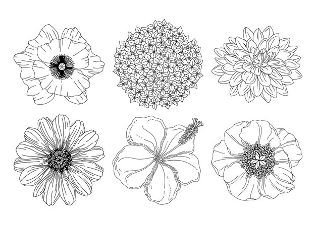 ハイビスカスの花のイラスト プレミアムベクター