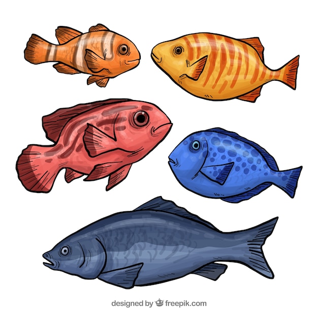 Коллекция из шести рыб