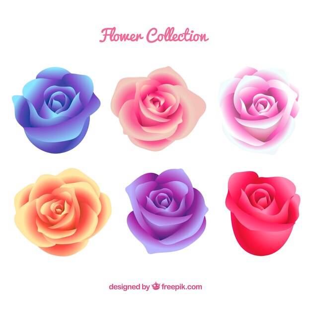 色の異なる6バラのコレクション