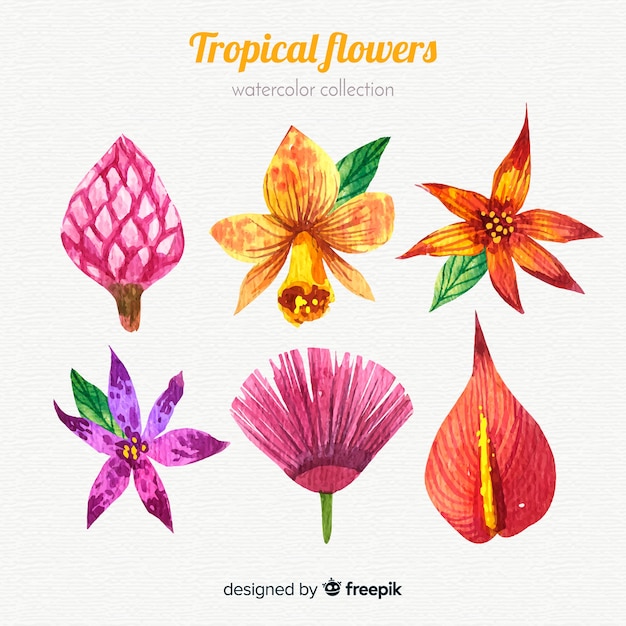 Free vector collection of six tropical flowers