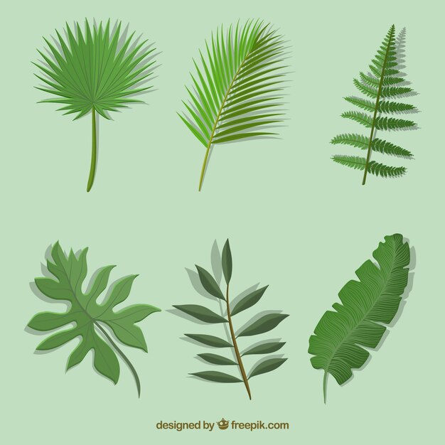 Collection of six tropical leaves