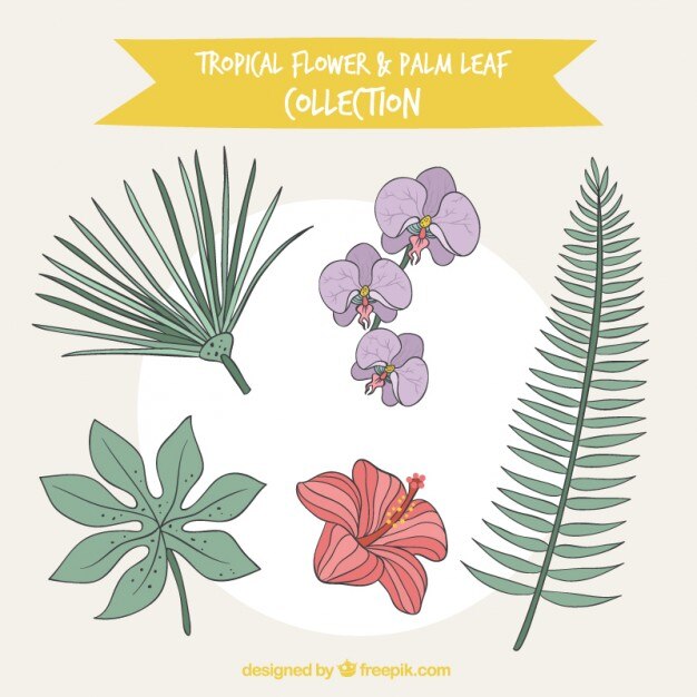 Free vector collection of sketches leaves and flowers