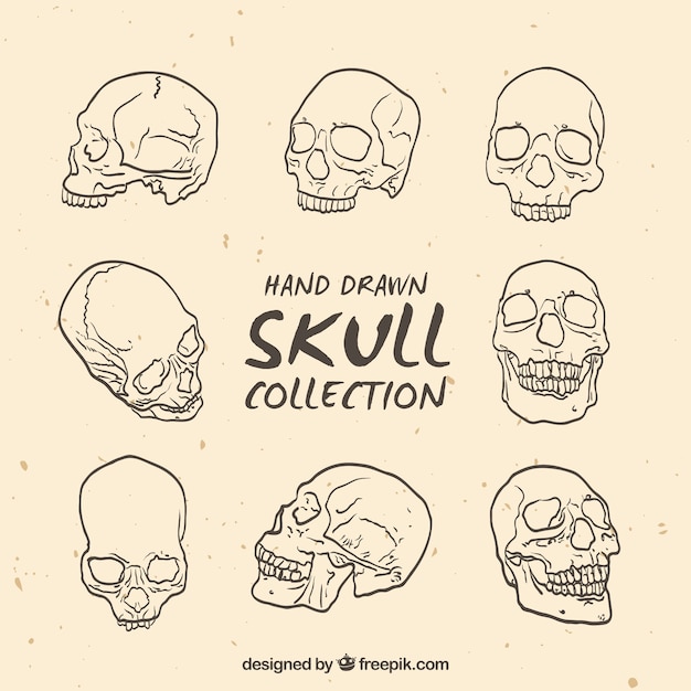 Free vector collection of skull sketches