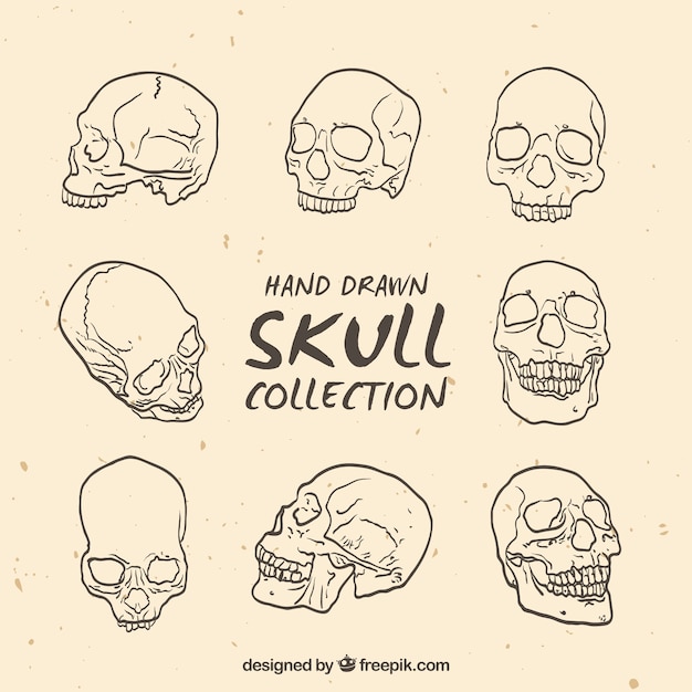 Free vector collection of skull sketches