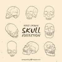 Free vector collection of skull sketches